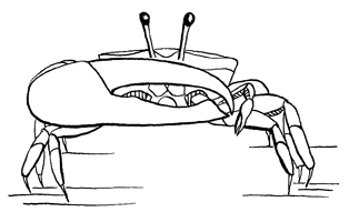 Uca lactea perplexa thumbnail