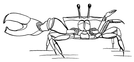 Uca lactea perplexa thumbnail