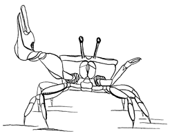 Uca lactea perplexa thumbnail