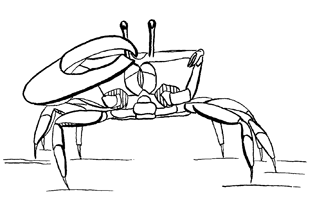 Uca lactea perplexa thumbnail