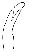 Uca leptochela thumbnail