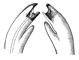 Uca leptodactyla thumbnail