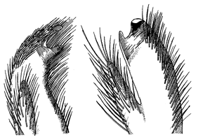 Uca leptodactyla thumbnail