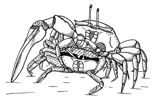 Uca maracoani maracoani thumbnail