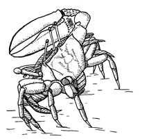 Uca maracoani maracoani thumbnail