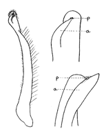 Uca maracoani thumbnail