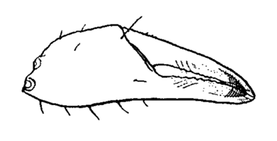 Uca mordax thumbnail