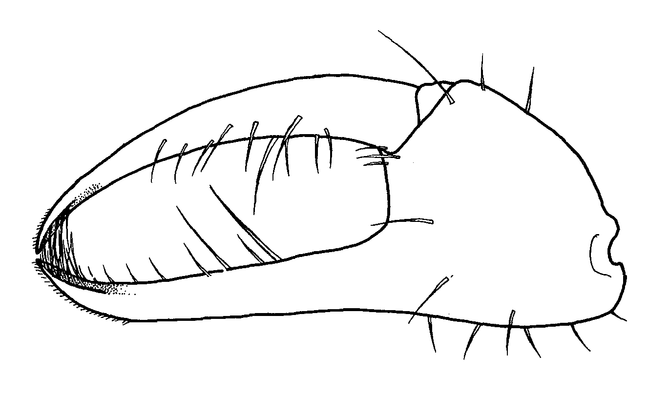 Uca musica terpsichores: Crane (1975) image