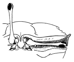 Uca ornata thumbnail