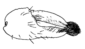 Uca panamensis thumbnail