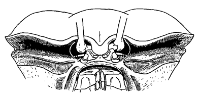 Uca polita thumbnail