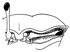 Uca polita thumbnail