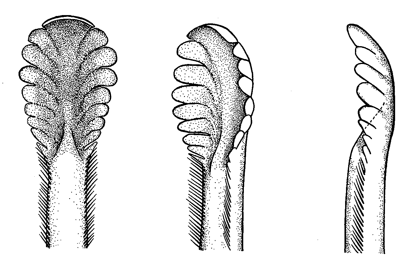 Uca pugilator: Crane (1975) image