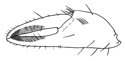 Uca pugnax pugnax thumbnail