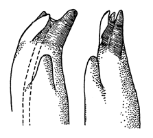 Uca rapax rapax thumbnail