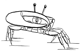 Uca rapax rapax thumbnail