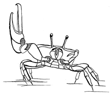 Uca rapax rapax thumbnail