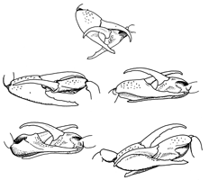 Uca rapax rapax thumbnail