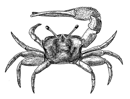 Uca seismella thumbnail