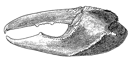 Uca seismella thumbnail
