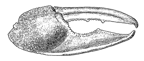 Uca seismella thumbnail