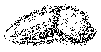 Uca seismella thumbnail