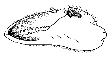 Uca seismella thumbnail