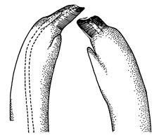 Uca speciosa spinicarpa thumbnail