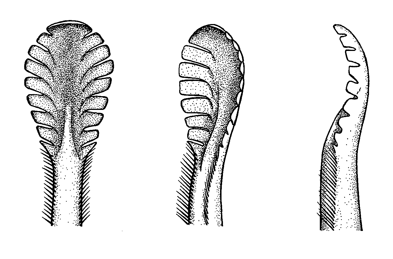 Uca stenodactylus: Crane (1975) image