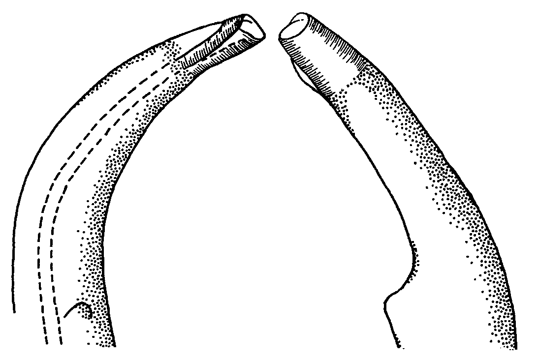 Uca stenodactylus: Crane (1975) image
