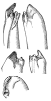 Uca subcylindrica thumbnail