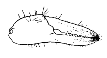 Uca tenuipedis thumbnail