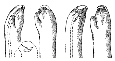 Uca tetragonon thumbnail