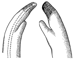 Uca thayeri thayeri thumbnail