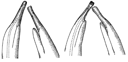 Uca triangularis triangularis thumbnail