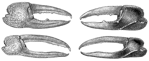 Uca urvillei thumbnail
