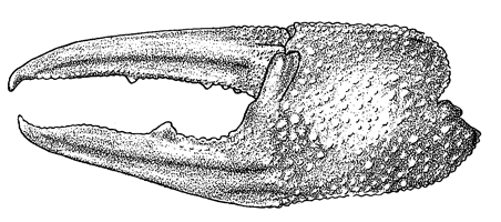 Uca urvillei thumbnail