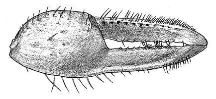 Uca urvillei thumbnail