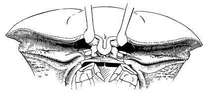 Uca urvillei thumbnail
