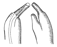 Uca urvillei thumbnail