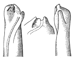 Uca vocans vomeris thumbnail