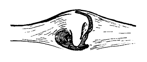 Uca vocans vomeris thumbnail