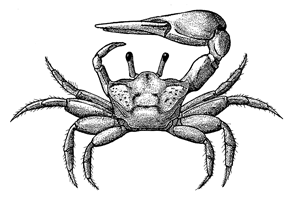 Uca vocator ecuadoriensis thumbnail