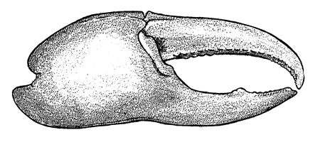 Uca vocator ecuadoriensis thumbnail