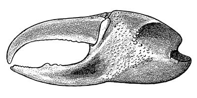 Uca vocator ecuadoriensis thumbnail