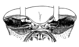 Uca vocator ecuadoriensis thumbnail