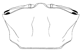 Uca annulipes thumbnail