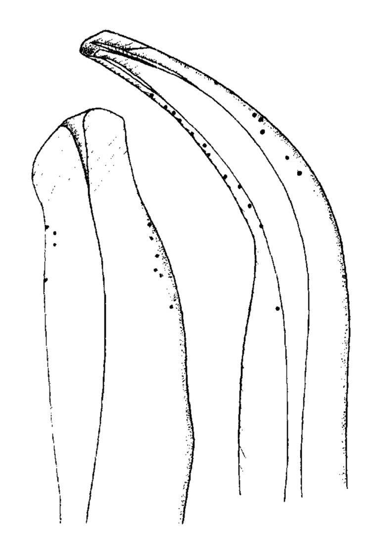 Uca inversa: Crosnier (1965) image