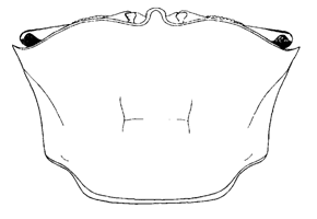 Uca tetragonon thumbnail