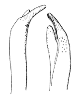 Uca urvillei thumbnail